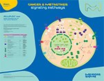 Merck:/Freestyle/BI-Bioscience/Protein-Detection/bmia-images/MEI-Wallchart-Milliplex-Map.jpg