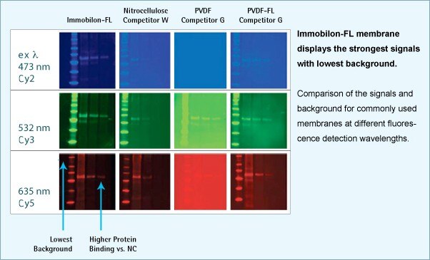 Fluorescent Westerns Life Science Research Merck