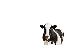 Accurate dioxin detection 