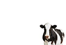 Accurate dioxin detection 