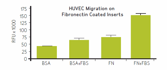 : QCM Endothelial Cell Migration Assay