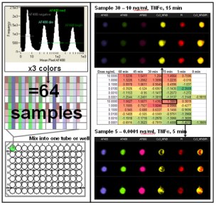 Merck:/Freestyle/BI-Bioscience/Cell-Analysis/amnis/Amins2-images/BarcodingImage1.png