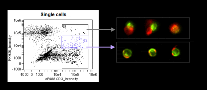 Merck:/Freestyle/BI-Bioscience/Cell-Analysis/amnis/Amins2-images/cellcell_02.gif
