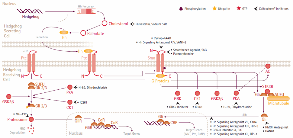 Hedgehog Signaling Pathway Modulators Panel