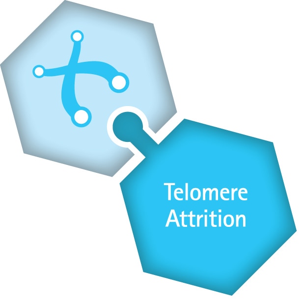 Merck:/Freestyle/BI-Bioscience/LP-Hallmarks-of-Aging/_HallmarksAging_Telomere_OUTLNS.jpg
