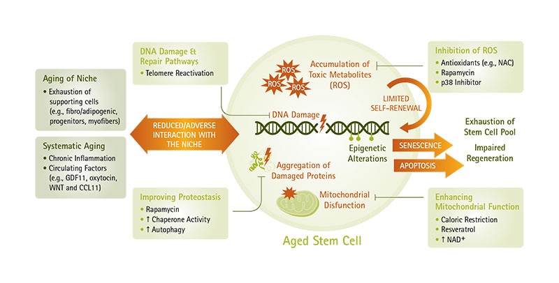Aged Stem Cell