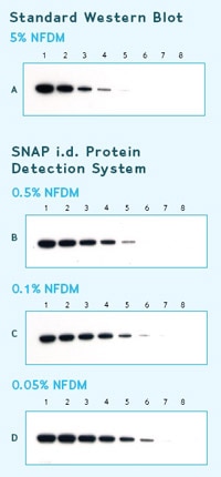 Merck:/Freestyle/BI-Bioscience/Protein-Detection/western-blotting/western-blotting/standard_western_blot_200px.jpg