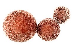 Coated magnetic Estapor microspheres
