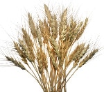 Bioethanol