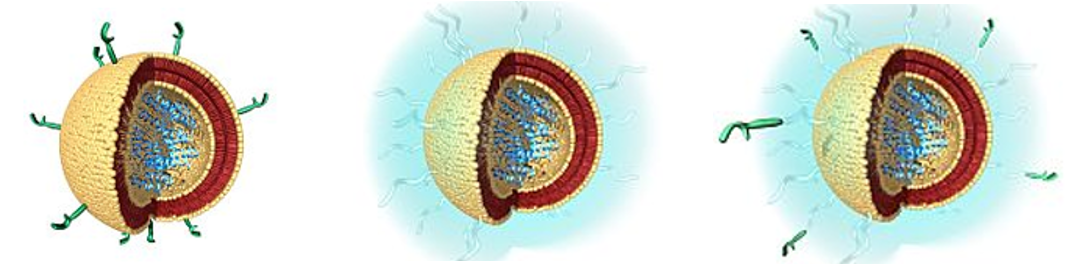Lipids Targetting Lipids Targeting