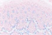 Merck-JP:/01_JP_Image/JP_FreeStyle/JP_LE/JP_LE-LC-Micrscopy/JP_LE-LC-MS-alician_blue_staining/AB_Staining_01_177x119.jpg