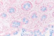 Merck-JP:/01_JP_Image/JP_FreeStyle/JP_LE/JP_LE-LC-Micrscopy/JP_LE-LC-MS-alician_blue_staining/AB_Staining_02_177x119.jpg