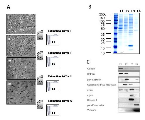 Proteoextract Subcellular Proteome Extraction Kit
