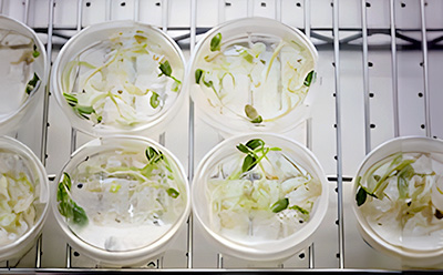Plant cell and tissue culture for propagation Plant cell and tissue isolation using tissue culture
