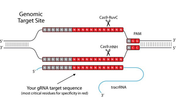 Gene Expression & Silencing Gene Expression & Silencing