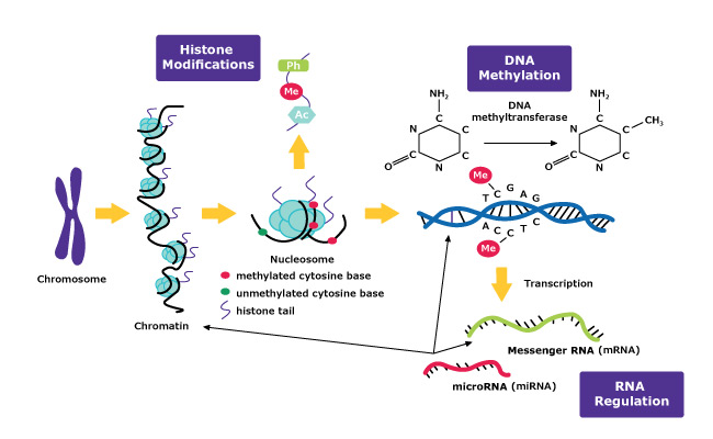 Schéma représentant des mécanismes épigénétiques utilisant la méthylation de l'ADN, la modification des histones et la régulation par l'ARN.