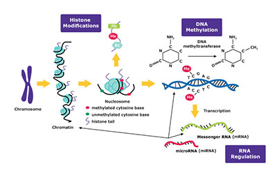 Epigenetics Epigenetics
