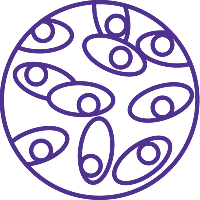 Dessin artistique au trait violet représentant une forme circulaire contenant des éléments symétriques qui évoque le développement d'une lignée cellulaire. Dessin artistique au trait violet représentant une forme circulaire contenant des éléments symétriques qui évoque le développement d'une lignée cellulaire.