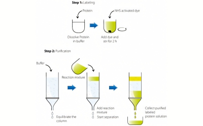 Image describes a two-step process for labeling and purifying proteins, Step 1: Labeling and Step 2: Purification.