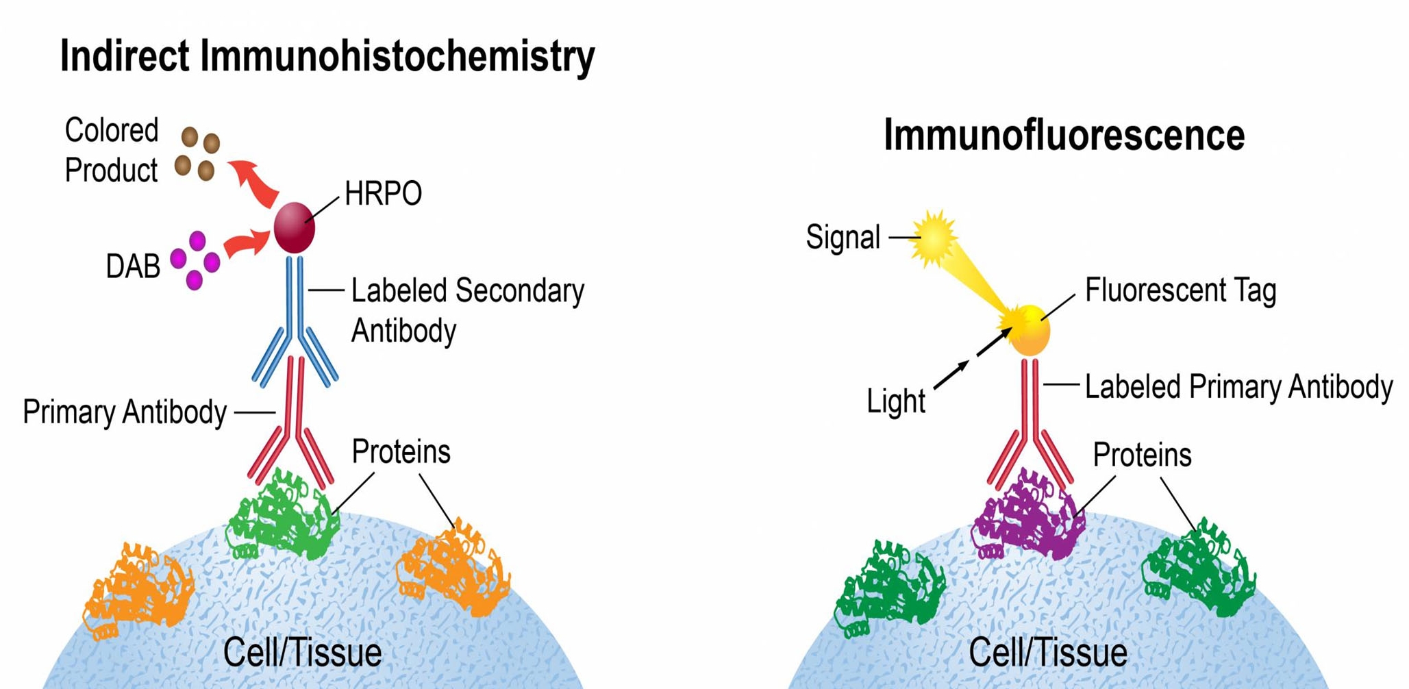 Immunohistochemistry The image is a comparative diagram illustrating two biological staining techniques: Indirect Immunohistochemistry and Immunofluorescence.