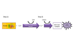 This image has a flow diagram illustrating a chemical reaction involving a protein and other compounds.