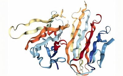 This image appears to be a 3D model of a complex protein structure. The protein consists of multiple intertwined and folded strands, each colored differently to distinguish the various parts.