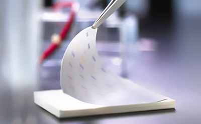 Immobilon membrane in-use Photograph of tweezers handling a blotting membrane.
