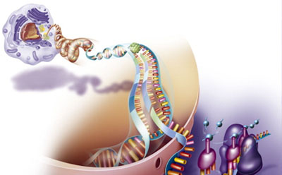 The image is a vibrant illustration of DNA replication. It shows a DNA molecule unwinding, with enzymes aiding in the separation of strands.