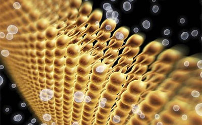 cell-membrane-lipid-bilayer 脂质亲水性尾部向内延伸、极性头部向外突出的抽象示意图,共同构筑细胞膜结构。