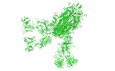 Illustration of the SARS-CoV-2 spike glycoprotein in green on a white background, depicting the structure of the protein responsible for virus attachment to human cells.