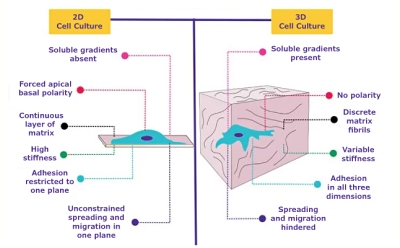 Comparison of cellular behavior cultured in 2D vs 3D cell culture