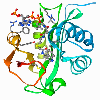 Coenzymes 这幅生动的图像捕捉到了蛋白质分子复杂的三级结构,并通过区分螺旋、薄片和侧链的色彩光谱来突出显示。
