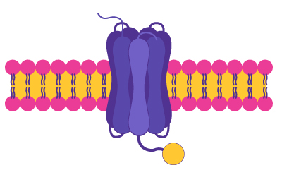 Illustration of a membrane protein structure, featuring a central purple and blue complex with a yellow circular component attached, surrounded by a layer of pink and yellow lipid molecules representing the cell membrane.