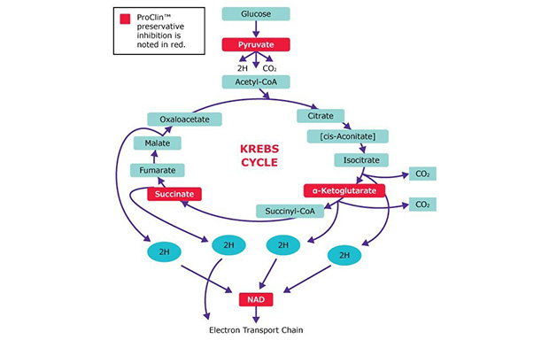 Proclin™ biocide preservative inhibits microbial Kreb cycle in several places ProClin™ Preservatives