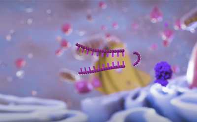 shRNA transcript knockdown by the DICER complex 造型发夹 DNA