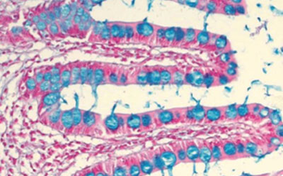 Alcian blue-nuclear fast red staining, intestine 使用阿尔新蓝-核固红染色液进行小肠微绒毛的红、蓝和浅黄色染色。