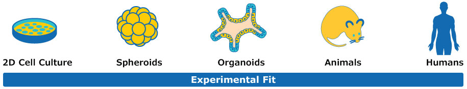 3D cell culture diagram 세포 배양 및 실험적 적합성의 다양한 단계를 보여주는 도표. 왼쪽부터 오른쪽 순서: 2차원 세포 배양, 스페로이드, 오가노이드, 동물, 인간으로 각각 해당 아이콘으로 표시됨.