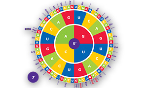 Amino acid codon wheel. Amino acid codon wheel.
