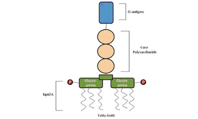 Cell Culture FAQs: Bacterial Endotoxin Contamination A labeled diagram illustrating the structure of a lipopolysaccharide (LPS), detailing components such as the O-antigen at the top, followed by the core polysaccharide, and Lipid A at the bottom, with glucosamine and fatty acids represented in the structure.