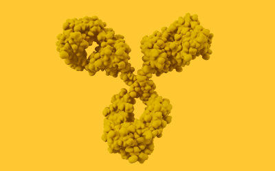 Drawing of a monoclonal antibody.