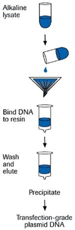 Genopure plasmid purification procedure