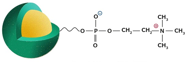 Ascentis® Express ZIC®-cHILIC stationary phase Illustration of the zwitterionic Ascentis® Express ZIC®-cHILIC stationary phase showing its phosphorylcholine functional group.