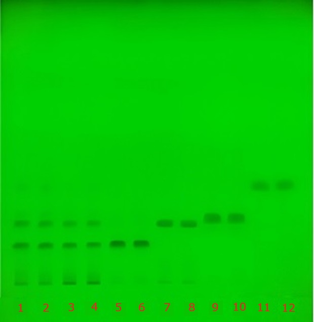 TLC plate under UV 254 nm showing separated catechin bands across tracks 1–12 for standards and green tea extract.