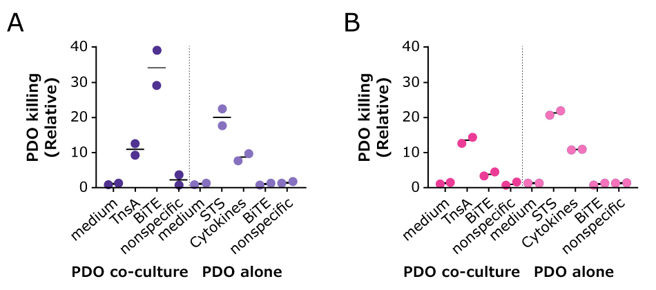 Bispecific antibody induced cell death In image A, a graph showing the quantification of cell death in tumor PDOs when exposed to the bispecific antibody; there was significant PDO killing when in co-culture vs PDO alone. In image B, the graph shows no significant PDO death when exposed to the bispecific antibody even during co-cultures.