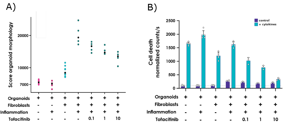 Co-culture assay validation The left image shows a graph of organoid swelling when exposed to fibroblasts, inflammatory stimuli or tofacitinib. The right graph shows cell death when exposed to cytokines.