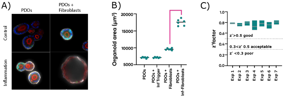 Co-culture establishment In image A confocal images of organoids culture alone or with fibroblasts or inflammatory stimuli, four images. In image Ba graph shows the organoid area when cultured with/without inflammatory stimuli or fibroblasts. In image C the Z’ scores for organoid area are plotted with all z’ factors over 0.5.