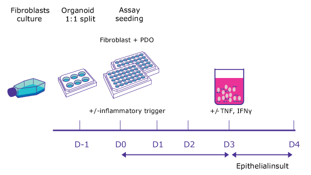 Co-culture study design Experimental set up for co-culturing human fibroblasts with IBD patient-derived organoids.