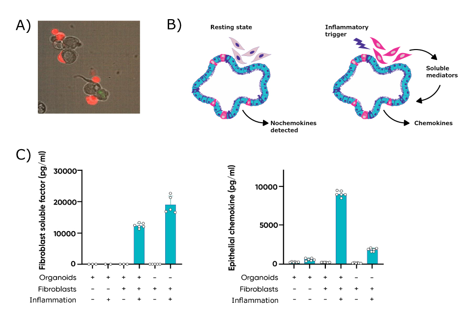 Communication in co-culture In image A, microscopy image of fibroblasts associating with epithelial cells. In image B, a cartoon of the interactions between fibroblasts and epithelial cells. In image C, two graphs indicating the level of response of either fibroblasts or epithelial cells when exposed to organoids, fibroblasts, or inflammatory stimuli.