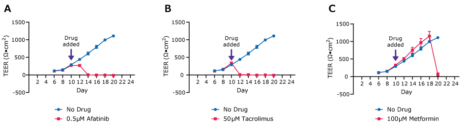 Three line graphs demonstrate the TEER values for Duo-87 organoids on 0.4 µm pore size Millicell® 24-well inserts treated with 0.5 µM Afatinib (left), 50 µM Tacrolimus (center) and 100 µM Metformin (right). The drug was added on day 10. In the left graph, after day 10 the two lines (no drug and Afantinib) diverge and Afantinib drops to no TEER values while the no drug increases. In the center graph, after day 10 the two lines (no drug and Tacrolimus) diverge and Tacrolimus drops to no TEER values while the no drug increases. In the right graph, after day 10 the two lines (no drug and Metformin) continue to increase until Day 18 when they diverge and Metformin drops to no TEER values while the no drug increases.