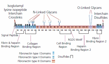 Protein structure of fibronectin Protein structure of fibronectin